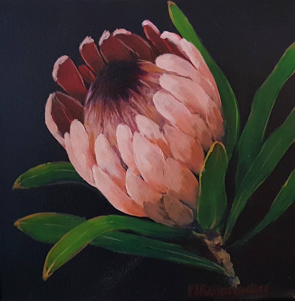 Protea 3